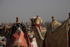 IMG_5678-scaled